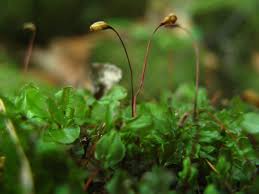 Attēlu rezultāti vaicājumam “Rhizomnium punctatum sporophyte”