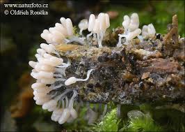 Attēlu rezultāti vaicājumam “Arcyria cinerea”