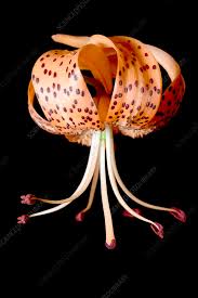 Attēlu rezultāti vaicājumam “Lilium lancifolium flower”
