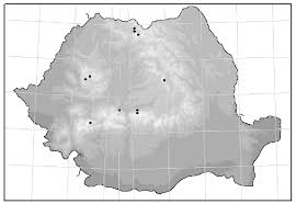 Attēlu rezultāti vaicājumam “Barbilophozia attenuata”