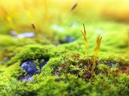 Attēlu rezultāti vaicājumam “Pohlia nutans sporophyte”