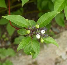Attēlu rezultāti vaicājumam “Cornus sericea fruit”
