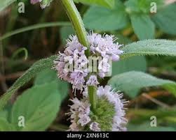 Attēlu rezultāti vaicājumam “Mentha x verticillata”
