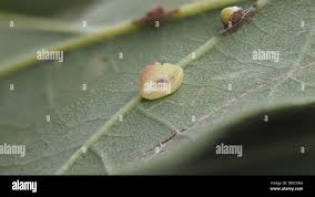 Attēlu rezultāti vaicājumam “Neuroterus albipes”