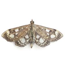 Attēlu rezultāti vaicājumam “Anania coronata”