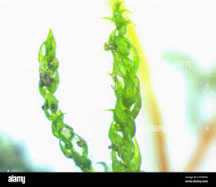 Attēlu rezultāti vaicājumam “Hygroamblystegium varium”