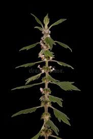 Attēlu rezultāti vaicājumam “Leonurus quinquelobatus flower”