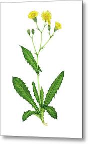 Attēlu rezultāti vaicājumam “Crepis paludosa fruit”