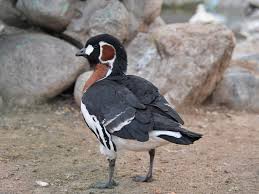 Attēlu rezultāti vaicājumam “Branta ruficollis adult”