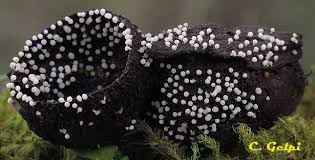 Attēlu rezultāti vaicājumam “Hymenoscyphus fructigenus”