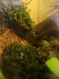 Attēlu rezultāti vaicājumam “Scapania undulata”