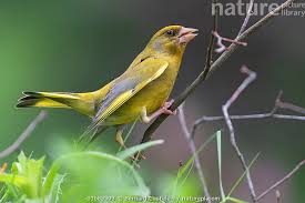 Attēlu rezultāti vaicājumam “Chloris chloris male”