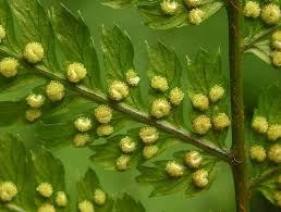 Attēlu rezultāti vaicājumam “Dryopteris expansa”