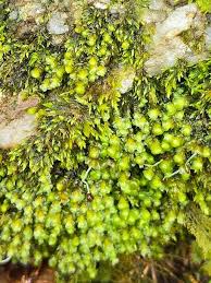 Attēlu rezultāti vaicājumam “Scapania”