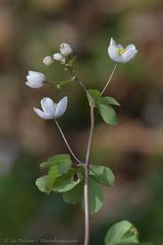 Attēlu rezultāti vaicājumam “Isopyrum thalictroides”