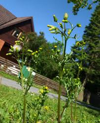 Attēlu rezultāti vaicājumam “Senecio viscosus”