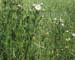 Attēlu rezultāti vaicājumam “Tripleurospermum inodorum flower”