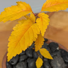 Attēlu rezultāti vaicājumam “Sorbus alnifolia”