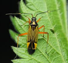 Attēlu rezultāti vaicājumam “Miridae”