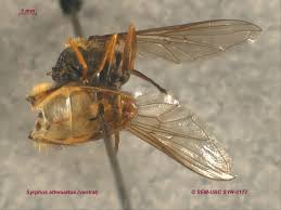 Attēlu rezultāti vaicājumam “Syrphus sp. imago”