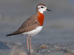 Image result for Charadrius asiaticus
