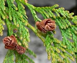 Attēlu rezultāti vaicājumam “Thuja plicata flower”