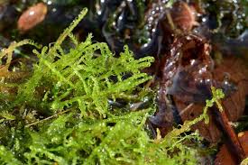 Attēlu rezultāti vaicājumam “Sanionia uncinata”