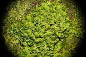 Attēlu rezultāti vaicājumam “Syntrichia latifolia”