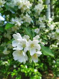 Attēlu rezultāti vaicājumam “Philadelphus lemoinei”