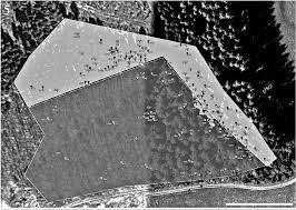 Attēlu rezultāti vaicājumam “Stemonaria irregularis young”