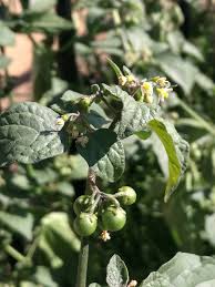 Attēlu rezultāti vaicājumam “Solanum nigrum”