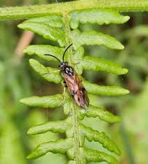 Attēlu rezultāti vaicājumam “Arge ustulata”