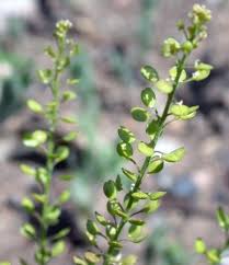 Attēlu rezultāti vaicājumam “Lepidium densiflorum bud”