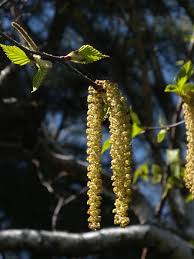 Attēlu rezultāti vaicājumam “Betula papyrifera”