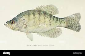 Image result for Pomoxis annularis