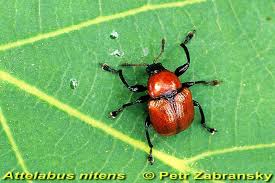 Attēlu rezultāti vaicājumam “Attelabus nitens”