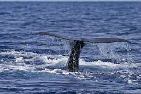 Image result for Physeter macrocephalus