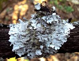 Attēlu rezultāti vaicājumam “Parmelina tiliacea”