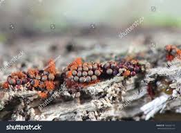 Attēlu rezultāti vaicājumam “Metatrichia vesparia”