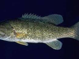 Image result for Micropterus salmoides