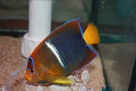 Attēlu rezultāti vaicājumam “Blepharidopterus angulatus imago”