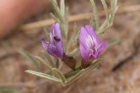 Attēlu rezultāti vaicājumam “Astragalus arenarius”