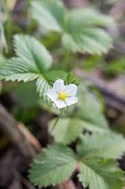 Attēlu rezultāti vaicājumam “Fragaria vesca flower”