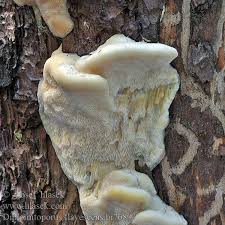 Attēlu rezultāti vaicājumam “Diplomitoporus flavescens”