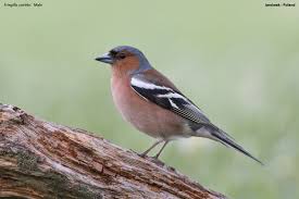 Attēlu rezultāti vaicājumam “Fringilla coelebs male”