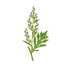 Attēlu rezultāti vaicājumam “Artemisia vulgaris leaf”