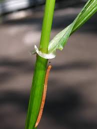 Attēlu rezultāti vaicājumam “Festuca gigantea”