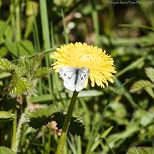 Attēlu rezultāti vaicājumam “Pieris napi underside”