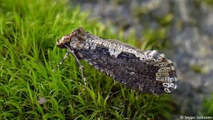 Attēlu rezultāti vaicājumam “Scardia boletella”