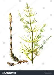 Attēlu rezultāti vaicājumam “Equisetum sylvaticum”